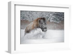 American Bison (American Buffalo) (Bison Bison), Montana, United States of America, North America-Janette Hil-Framed Photographic Print