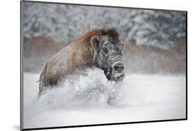 American Bison (American Buffalo) (Bison Bison), Montana, United States of America, North America-Janette Hil-Mounted Photographic Print