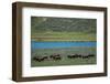 American bison at Lamar River, Lamar Valley, Yellowstone National Park, Wyoming, USA-Roddy Scheer-Framed Photographic Print