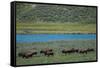 American bison at Lamar River, Lamar Valley, Yellowstone National Park, Wyoming, USA-Roddy Scheer-Framed Stretched Canvas