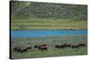 American bison at Lamar River, Lamar Valley, Yellowstone National Park, Wyoming, USA-Roddy Scheer-Stretched Canvas