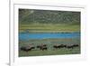 American bison at Lamar River, Lamar Valley, Yellowstone National Park, Wyoming, USA-Roddy Scheer-Framed Photographic Print