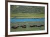 American bison at Lamar River, Lamar Valley, Yellowstone National Park, Wyoming, USA-Roddy Scheer-Framed Photographic Print