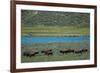 American bison at Lamar River, Lamar Valley, Yellowstone National Park, Wyoming, USA-Roddy Scheer-Framed Photographic Print