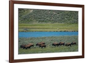 American bison at Lamar River, Lamar Valley, Yellowstone National Park, Wyoming, USA-Roddy Scheer-Framed Photographic Print