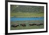 American bison at Lamar River, Lamar Valley, Yellowstone National Park, Wyoming, USA-Roddy Scheer-Framed Photographic Print