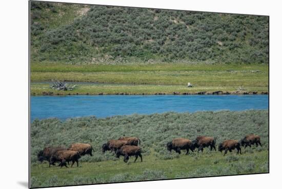 American bison at Lamar River, Lamar Valley, Yellowstone National Park, Wyoming, USA-Roddy Scheer-Mounted Photographic Print