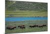 American bison at Lamar River, Lamar Valley, Yellowstone National Park, Wyoming, USA-Roddy Scheer-Mounted Photographic Print