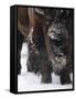 American Bison, Bison Bison, Buffalo, Close-Up-Andreas Keil-Framed Stretched Canvas