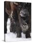 American Bison, Bison Bison, Buffalo, Close-Up-Andreas Keil-Stretched Canvas