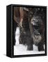 American Bison, Bison Bison, Buffalo, Close-Up-Andreas Keil-Framed Stretched Canvas