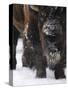 American Bison, Bison Bison, Buffalo, Close-Up-Andreas Keil-Stretched Canvas