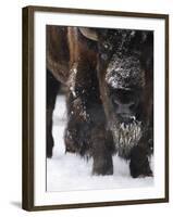 American Bison, Bison Bison, Buffalo, Close-Up-Andreas Keil-Framed Photographic Print