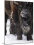 American Bison, Bison Bison, Buffalo, Close-Up-Andreas Keil-Mounted Photographic Print