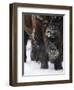 American Bison, Bison Bison, Buffalo, Close-Up-Andreas Keil-Framed Photographic Print