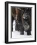 American Bison, Bison Bison, Buffalo, Close-Up-Andreas Keil-Framed Photographic Print