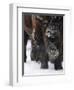 American Bison, Bison Bison, Buffalo, Close-Up-Andreas Keil-Framed Photographic Print