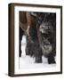 American Bison, Bison Bison, Buffalo, Close-Up-Andreas Keil-Framed Photographic Print