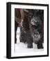 American Bison, Bison Bison, Buffalo, Close-Up-Andreas Keil-Framed Photographic Print