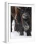 American Bison, Bison Bison, Buffalo, Close-Up-Andreas Keil-Framed Photographic Print