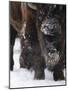 American Bison, Bison Bison, Buffalo, Close-Up-Andreas Keil-Mounted Photographic Print