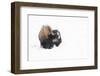 American bison (Bison bison), covered in snow, Montana, North America-Andrew Coleman-Framed Photographic Print