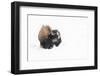 American bison (Bison bison), covered in snow, Montana, North America-Andrew Coleman-Framed Photographic Print