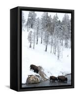 American Bison (Bison Bison) Crossing a River in Yellowstone National Park in Winter, UNESCO World-Kimberly Walker-Framed Stretched Canvas