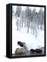 American Bison (Bison Bison) Crossing a River in Yellowstone National Park in Winter, UNESCO World-Kimberly Walker-Framed Stretched Canvas