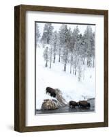 American Bison (Bison Bison) Crossing a River in Yellowstone National Park in Winter, UNESCO World-Kimberly Walker-Framed Photographic Print