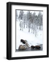 American Bison (Bison Bison) Crossing a River in Yellowstone National Park in Winter, UNESCO World-Kimberly Walker-Framed Photographic Print