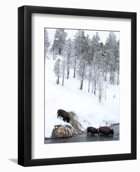 American Bison (Bison Bison) Crossing a River in Yellowstone National Park in Winter, UNESCO World-Kimberly Walker-Framed Photographic Print