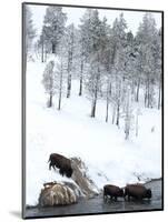 American Bison (Bison Bison) Crossing a River in Yellowstone National Park in Winter, UNESCO World-Kimberly Walker-Mounted Photographic Print