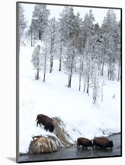 American Bison (Bison Bison) Crossing a River in Yellowstone National Park in Winter, UNESCO World-Kimberly Walker-Mounted Photographic Print