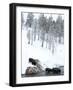 American Bison (Bison Bison) Crossing a River in Yellowstone National Park in Winter, UNESCO World-Kimberly Walker-Framed Photographic Print