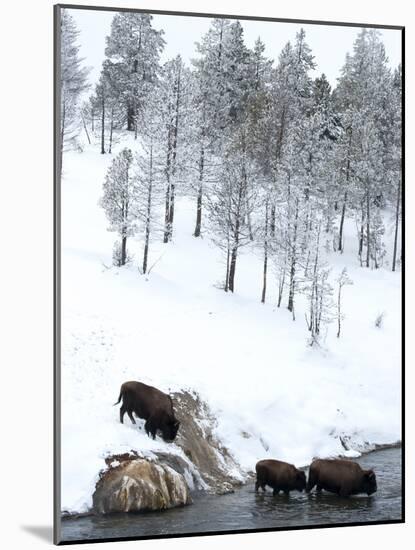 American Bison (Bison Bison) Crossing a River in Yellowstone National Park in Winter, UNESCO World-Kimberly Walker-Mounted Photographic Print