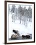 American Bison (Bison Bison) Crossing a River in Yellowstone National Park in Winter, UNESCO World-Kimberly Walker-Framed Photographic Print