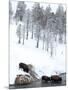 American Bison (Bison Bison) Crossing a River in Yellowstone National Park in Winter, UNESCO World-Kimberly Walker-Mounted Photographic Print