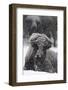 American Bison, Bison Bison, Female, Snowfall-Andreas Keil-Framed Photographic Print
