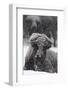 American Bison, Bison Bison, Female, Snowfall-Andreas Keil-Framed Photographic Print