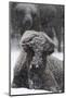 American Bison, Bison Bison, Female, Snowfall-Andreas Keil-Mounted Photographic Print