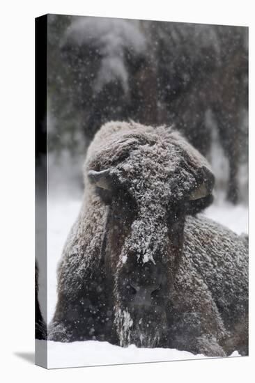 American Bison, Bison Bison, Female, Snowfall-Andreas Keil-Stretched Canvas