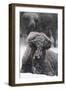 American Bison, Bison Bison, Female, Snowfall-Andreas Keil-Framed Photographic Print