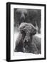 American Bison, Bison Bison, Female, Snowfall-Andreas Keil-Framed Photographic Print