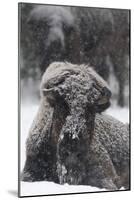 American Bison, Bison Bison, Female, Snowfall-Andreas Keil-Mounted Photographic Print