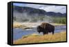 American Bison (Bison Bison), Little Firehole River, Yellowstone National Park, Wyoming, U.S.A.-Gary Cook-Framed Stretched Canvas