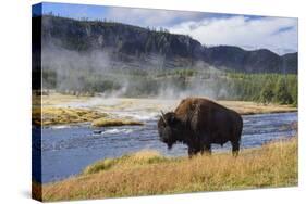 American Bison (Bison Bison), Little Firehole River, Yellowstone National Park, Wyoming, U.S.A.-Gary Cook-Stretched Canvas