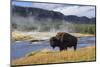 American Bison (Bison Bison), Little Firehole River, Yellowstone National Park, Wyoming, U.S.A.-Gary Cook-Mounted Photographic Print