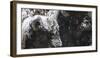 American Bison, Bison Bison, Male and Female, Enclosure-Andreas Keil-Framed Photographic Print