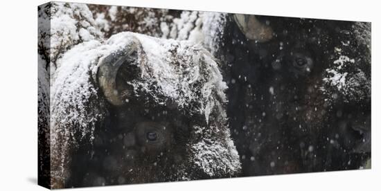 American Bison, Bison Bison, Male and Female, Enclosure-Andreas Keil-Stretched Canvas